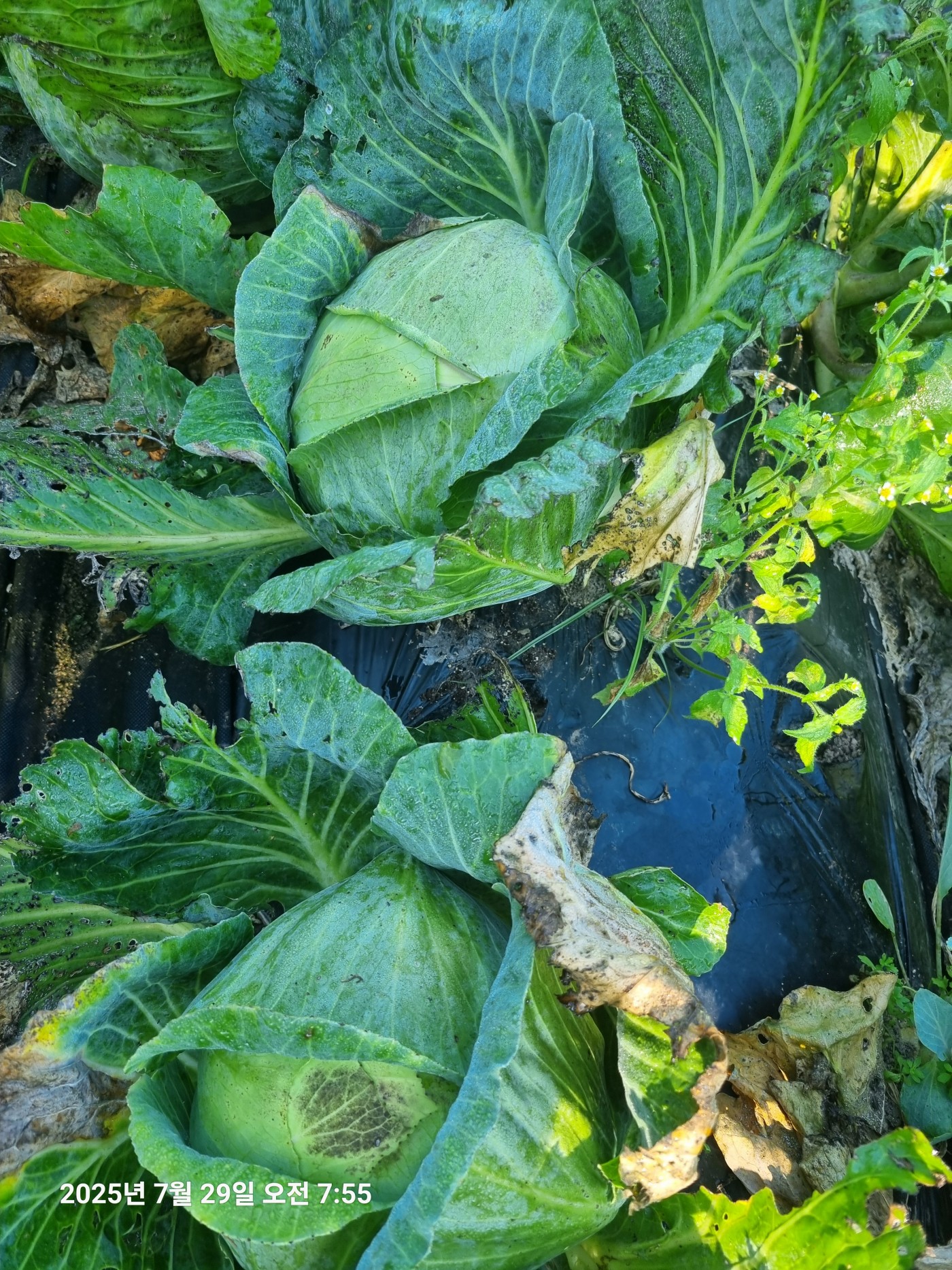 c17f0038c077c9cddf53e2578b36a8f2_1753758499_52.jpg